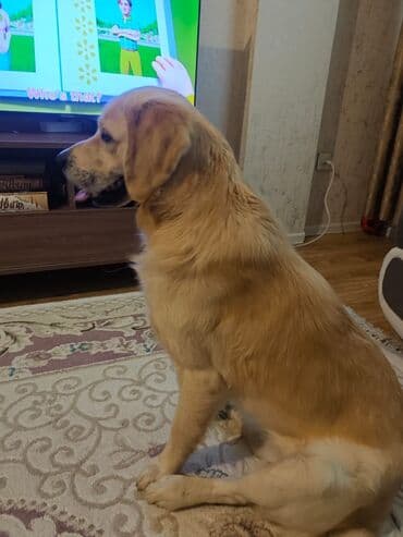it qefes: Retriever, 6 ay, Erkek, Peyvəndli — 2