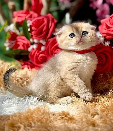 it pişik: Şotland — 6