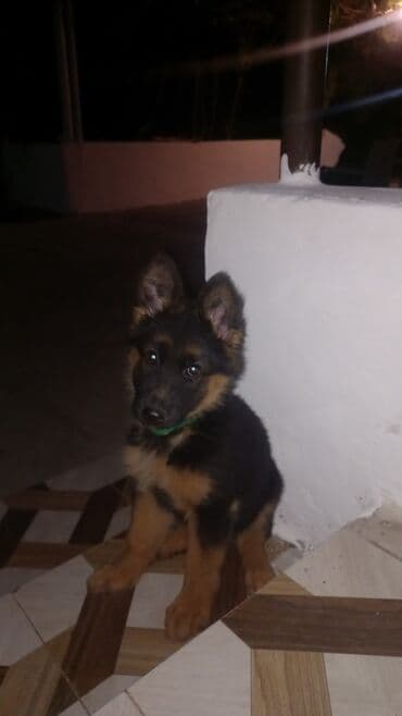 alman çoban köpeği: Alman çoban iti, 2 ay, Dişi, Peyvəndli, Ünvandan götürmə — 2