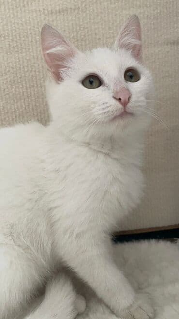 Türk anqora, Dişi, Yaxşı əllərə, Pulsuz çatdırılma