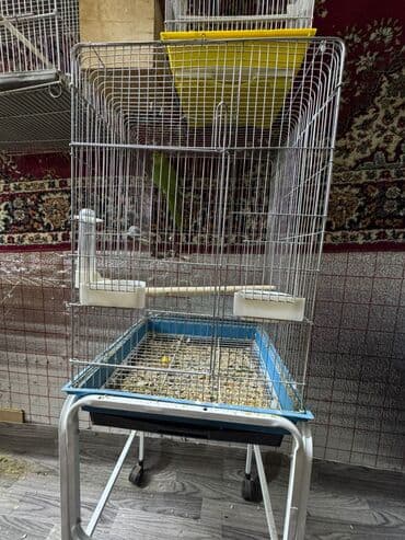 Salam. saglam 2yas yarim 3yas arasi qusdi hazir mayadi nese 1 2 sozde