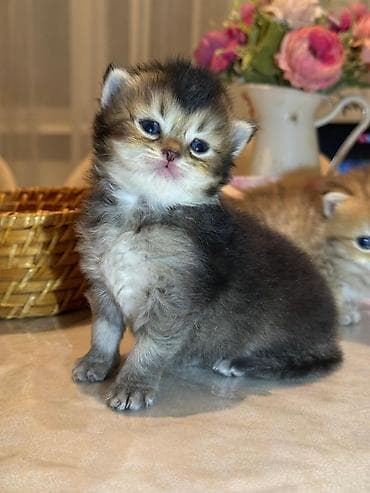 sinsila pisik: Qızıl şinşilla, Erkək, Dişi, Yaxşı əllərə, Ünvandan götürmə, Ödənişli çatdırılma — 6