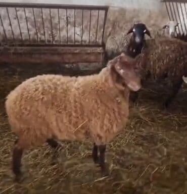 Akvariumlar: Quzular satılır. Diri çəki 10 manat — 1