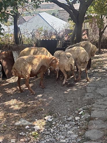 qara qoyun: Dişi, il: 4, 38 kq, Damazlıq, Ünvandan götürmə — 4