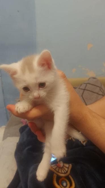 Heyvanlar üçün mallar: Şotland yastı qulaq — 8