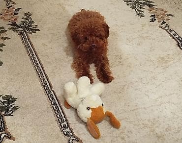 pitbul balaları: Toy Pudel Erkəkdir Temiz cinsdir qarışığ deyil Öz itimizin balasıdır — 2
