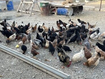 cücə və xoruz: Toyuq, Australorp, Brama, Damazlıq, Ünvandan götürmə — 18