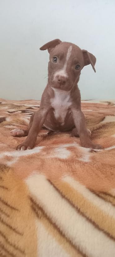 gence itler: Pitbul — 3