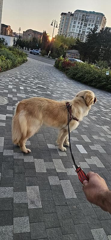 satiliq itler: Retriever, 1 il, Dişi, Sənədli, Ünvandan götürmə — 3