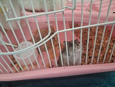 hamster evi: Hamster və qəfəs dəsti Məhsulun təsviri: - Nəfəsalan metallı — 3
