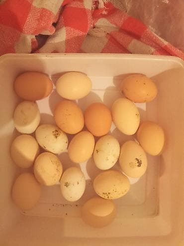 Toyuq, Australorp, Damazlıq — 2