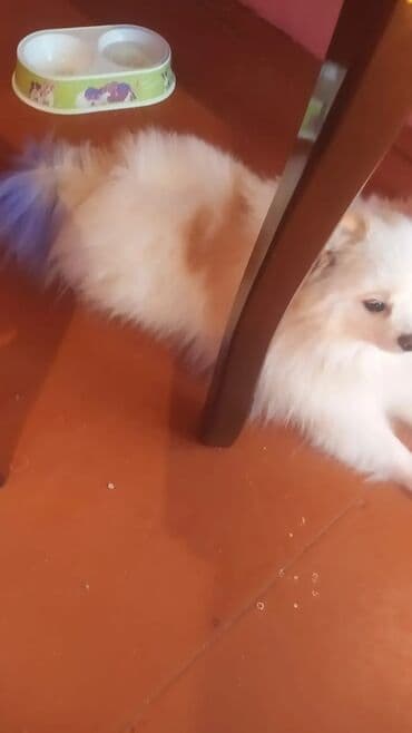 it üçün yem: Şpitz — 2