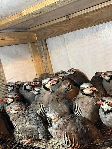 qu qusu sekilleri: Məhsul: Dağ kekliyi (Alectoris chukar) – sürü halında Təsvir: - — 1