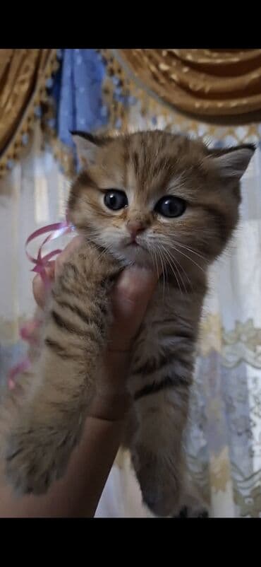 pişik şotland: Şotland yastı qulaq — 7