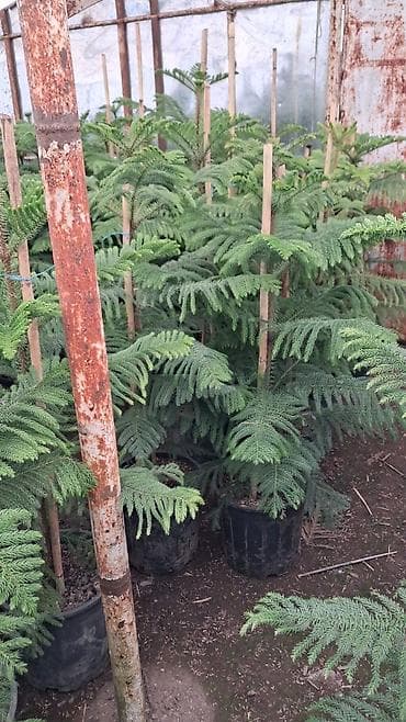 ev gulleri sekilleri: Norfolk şamı (Araucaria heterophylla) – qablarda - Dekorativ — 1