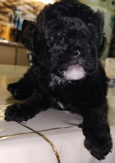 золотистый ретривер бишкек: :Qara rəngli balaca pudel balasi 45 gunlukdur evde — 1