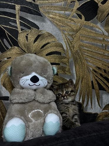 qoyun heyvan: Şotland yastı qulaq — 3