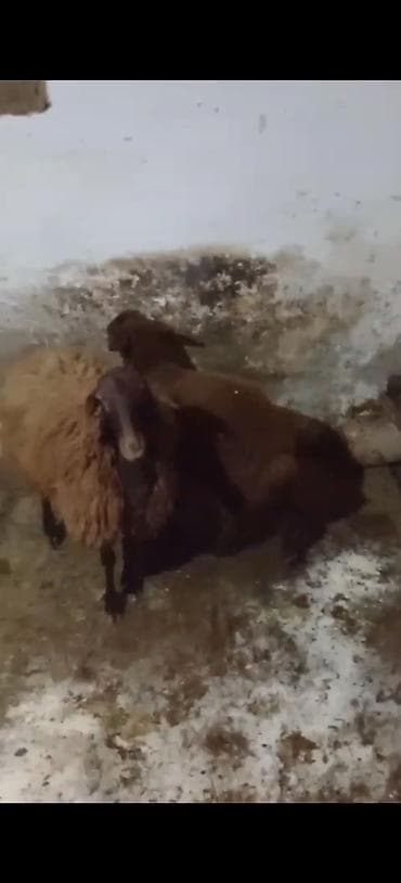 ucuz dana: Qoyunlar – yerli cins, tünd qəhvəyi baş və ayaqlar, qəhvəyi/yumşaq — 3