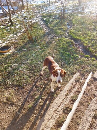 bildirçin satilir 80 qep: 9 ay, Dişi, Ünvandan götürmə — 2