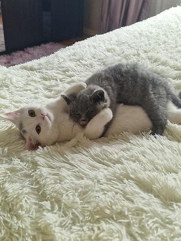 Akvariumlar: Yaxşı əllərə — 3