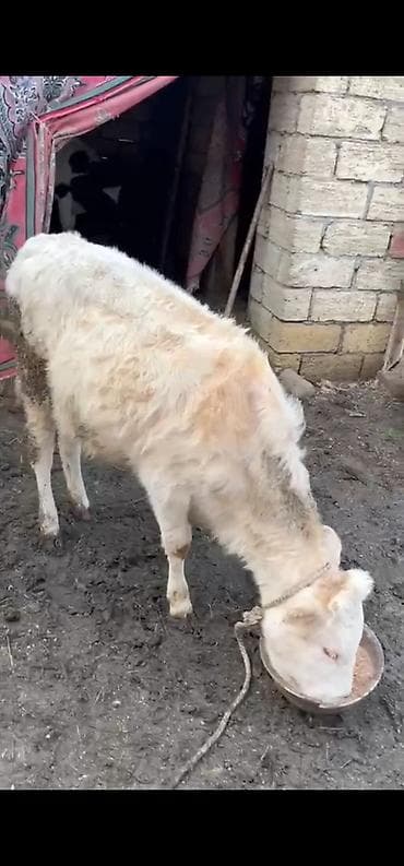 Satılır: Cins dana.şarole,simental,holştyen Xüsusiyyətlər: - Yaş lalafo.az -da Satılır: Cins dana.şarole,simental,holştyen Xüsusiyyətlər: - Yaş