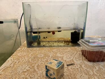 купить аквариум в баку: Akvaryum komplekti - Şüşə akvaryum (böyük ölçülü, ön şüşədə səviyyə — 1