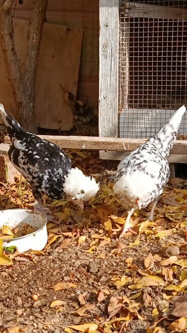 hinduşqa yumurtası: Toyuq, Yumurtalıq — 7