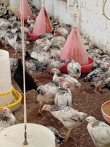 etlik cuce: Toyuq cücələri, Ətlik — 2