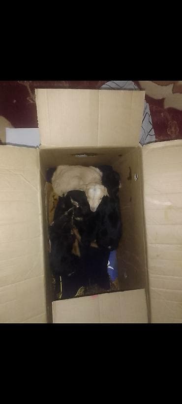 tap az heyvanlar: 400 manat 1 ana 4 bala razilaşmaq olar — 2