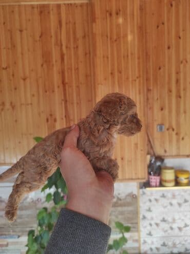 it şəkilləri: Pudel, Peyvəndli — 2