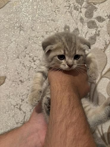 Şotland yastı qulaq