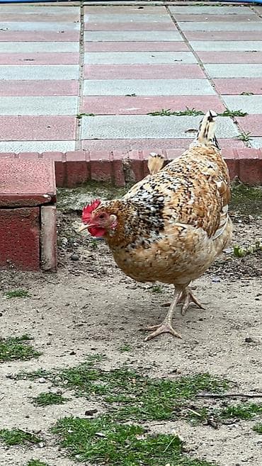 kənd toyuqlarının satışı: Ev toyuğu – yerli kənd cinsi - Rəng: xallı-qəhvəyi ləkəli lələklər — 1