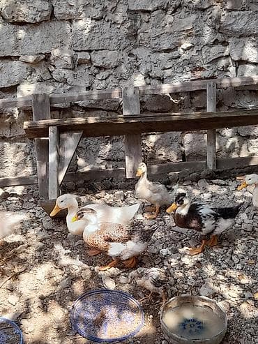 yetim quzu: Məhsul: Ördək balaları Təsvir: - Həyətdə saxlanılan müxtəlif rəng və — 8