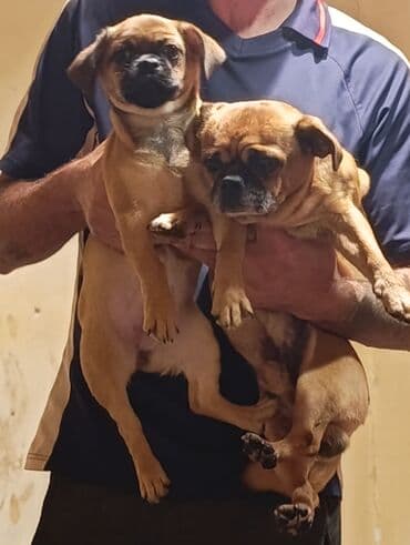 eşşək şəkili: Peyvəndli — 2