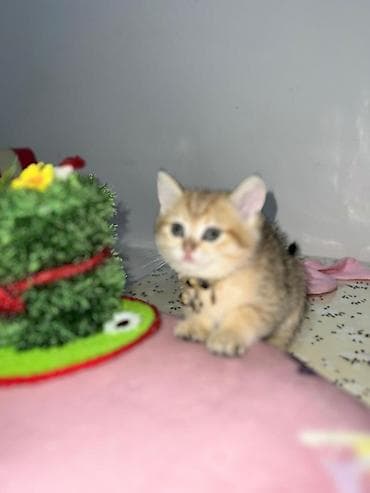 Pişiklər: Britan — 3