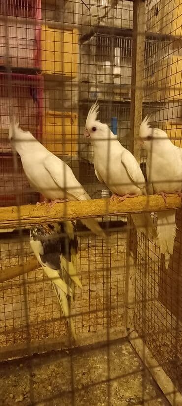 хаски щенки цена бишкек: Yeni dene dusmus ve boyuk quslar var 65 manat cox goturen olsa endirim — 13