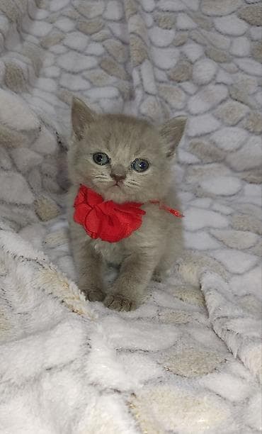 oglan it adlari: Britan, Dişi, Ünvandan götürmə, Pulsuz çatdırılma — 2