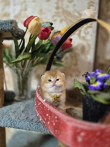 pişikləri: Britan, Erkək, Yaxşı əllərə, Ödənişli çatdırılma — 4