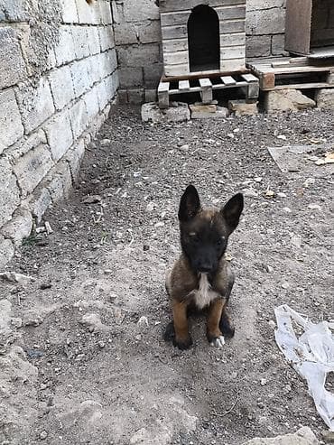 şpits itleri: 2 ay, Dişi, Ödənişli çatdırılma — 2