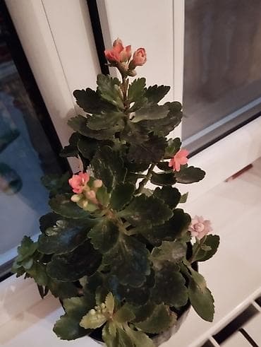 mixek gulunun diger adi nedir: Kalanxoe (Kalanchoe blossfeldiana) – saksı bitkisi 1-ci 18 AZN, 2-ci 7 — 1