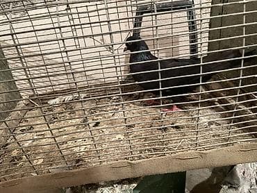 danisan qus: 15tükdü enni quyruq - Növ: ev göyərçini - Rəng: tam qara, boyun — 2