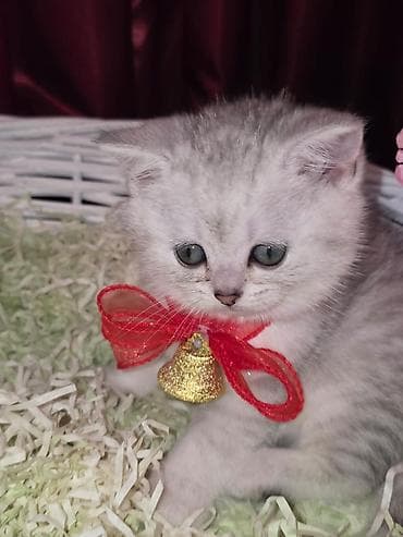 lalafo heyvanlar: 150 ile 800 arasi cins saf qan saqlam pisiklerimiz var sekilde olmayan — 7