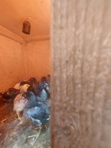 kənd cücələri: Toyuq cücələri, Damazlıq, Ünvandan götürmə — 2