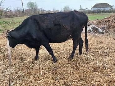 xaski balalari satilir: Salam heyvan Ana baladi yaxsi erkek balasi var inek hundur inekdi — 9