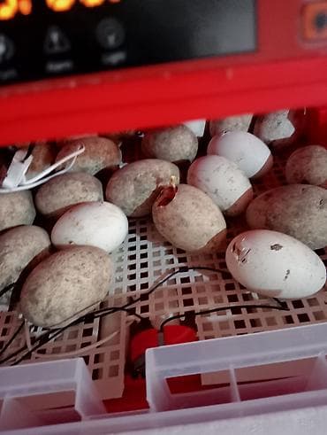 Moyka avadanlığı: Tam avtomat — 1