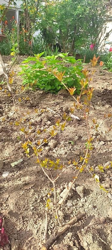 pomidor şitilləri: Гранат саженцы 50-70 см — 1