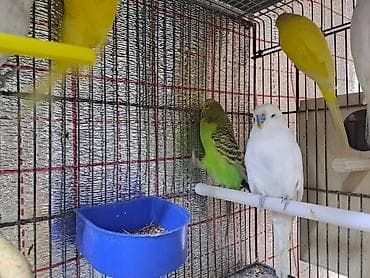 qus dami satilir: Salam erkey çexler cavan quslardi hazir erkeylerdi 7 8 eded olmalidi — 2