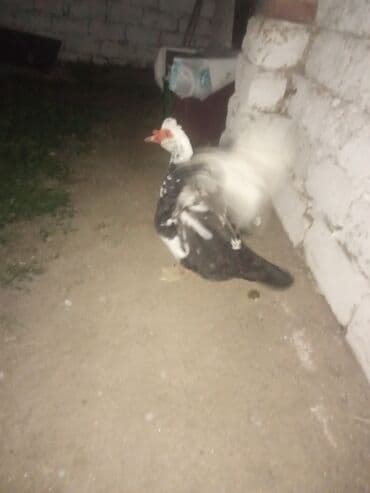 bildirçin satilir 80 qep: Lal ordey erkey aliram kimde. var yazinucuz qiymete ozumcun heyet — 1