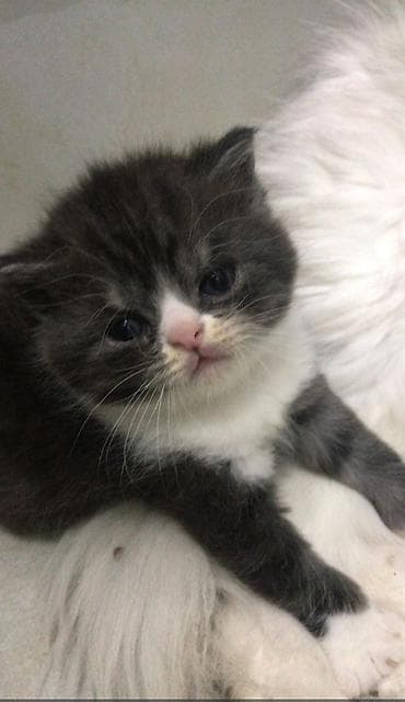 satılan pişiklər: Şinşilla, Erkək, Dişi — 5