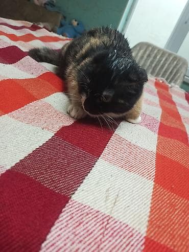 pisiyler: Şotland — 5